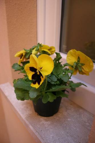Bed & Breakfast Note Sulla Piazza