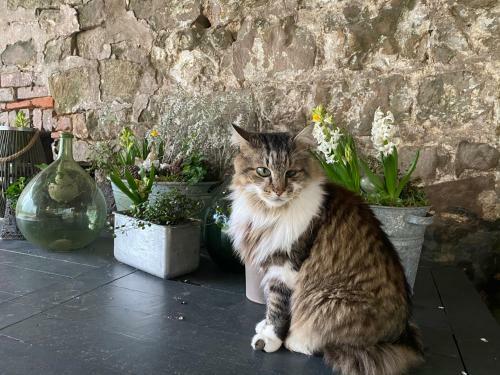 Bed & Breakfast Maison D'h�tes La Rose Laiti�re