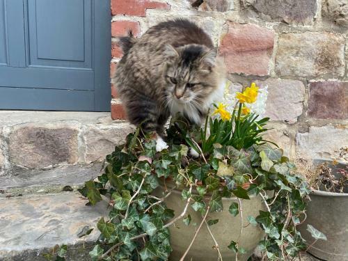 Bed & Breakfast Maison D'h�tes La Rose Laiti�re