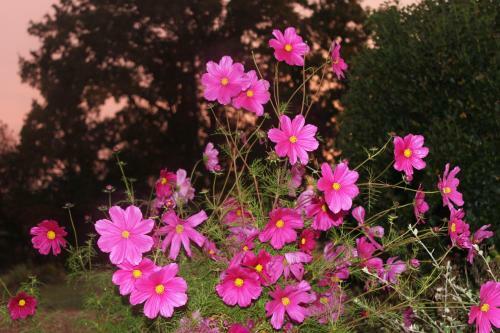 G�te � L'ombre Des Ch�nes