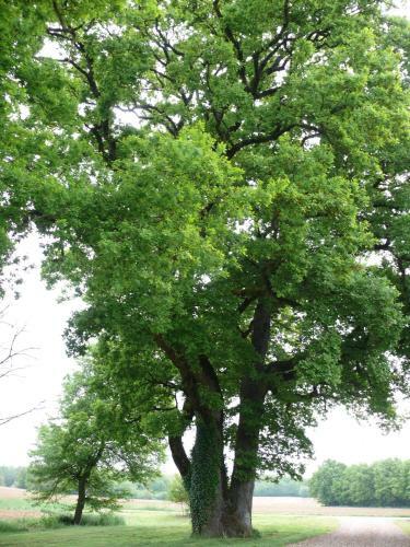 G�te � L'ombre Des Ch�nes