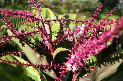 Agroturismo Ixchel Hawaii Volcano