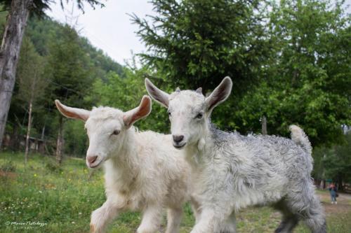 Agroturismo Agriturismo Pian Di Fiume