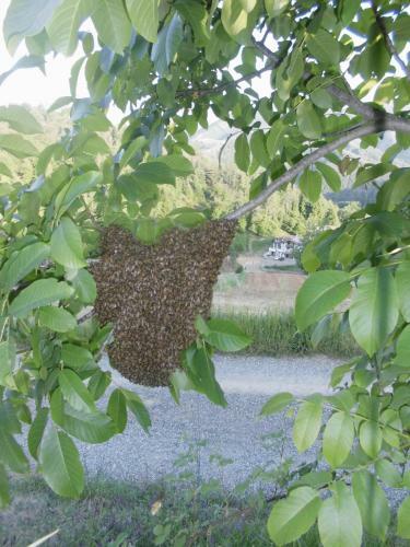 Agroturismo Agriturismo Bio-ecologico Sant'isidoro