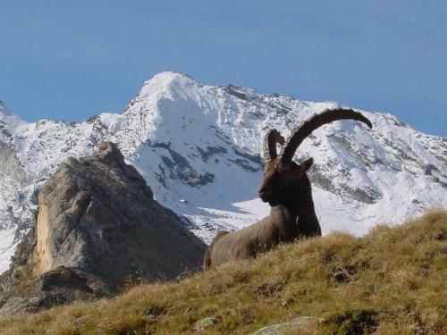 Hotel H�tel De La Vanoise