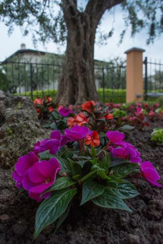 Hotel Fiordaliso
