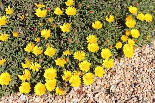 Agroturismo El Jard�n De Los Sue�os
