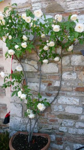 Romantico B&B