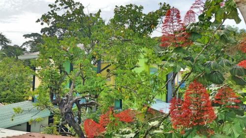 Albergue Caribbean Flavors Backpackers