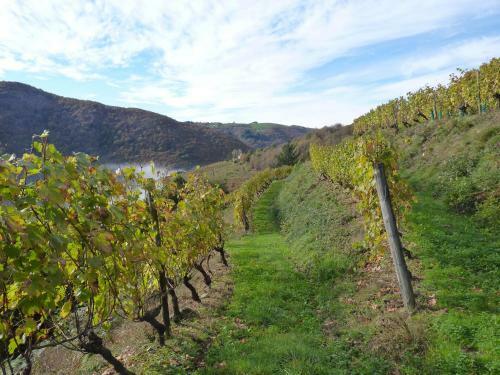 Bed & Breakfast Chambres D'h�tes - Domaine De La Grangeotte