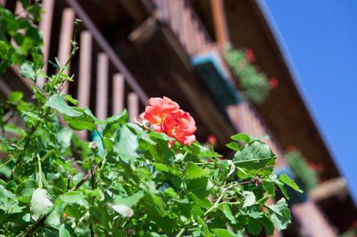 B&B Le Rosier