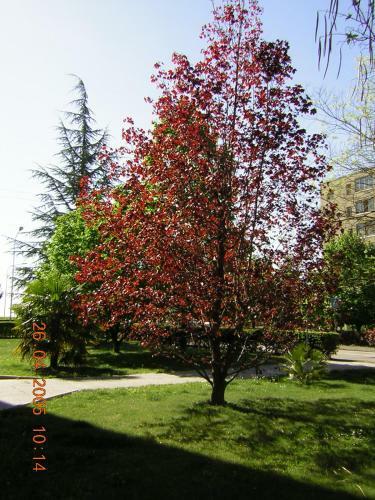Acero Rosso B&B