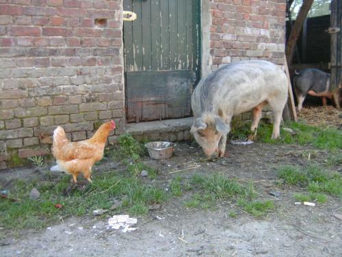 Agroturismo Farm Stay Luythoeve