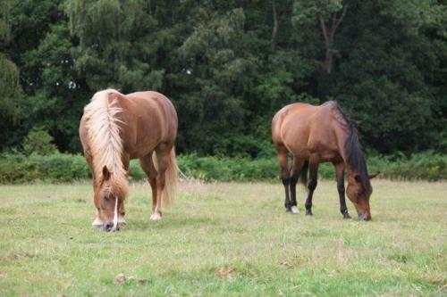 Agroturismo Farm Stay Luythoeve