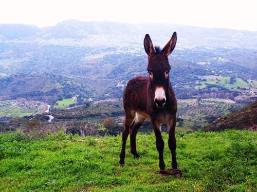 Agroturismo Caba�as Jimera De L�bar