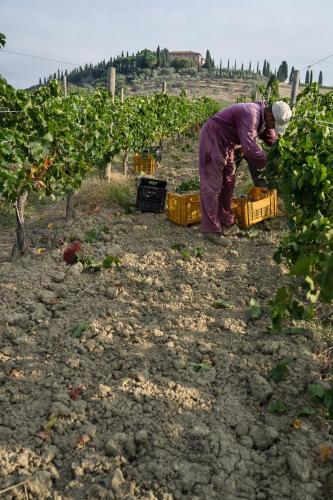 Agroturismo Argiano Posta L'orciaia
