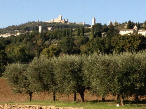 Gli Ulivi D'argento