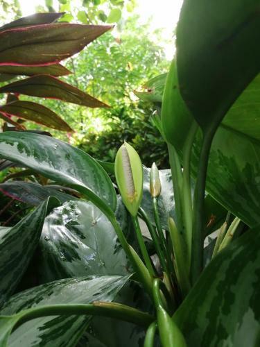 Aparthotel Giardino Tropicale