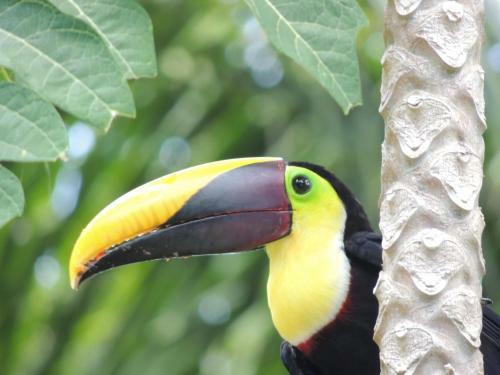 Corcovado Adventures Tent Camp