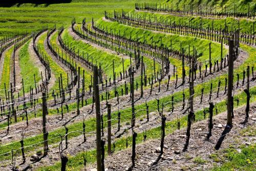D'orsaria B&B And Wines