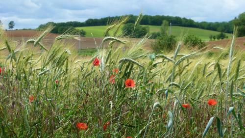 Hostal Ch�teau Le Tour - Chambres D'h�tes