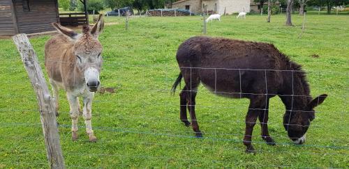 Hostal Ch�teau Le Tour - Chambres D'h�tes