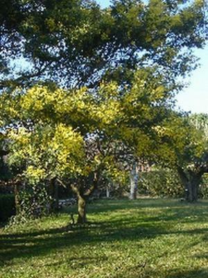 Bed & Breakfast L'amandari