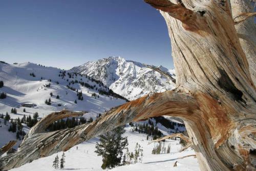 Alta's Rustler Lodge