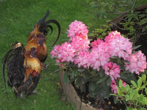 Bed & Breakfast Le Relais De La Tour