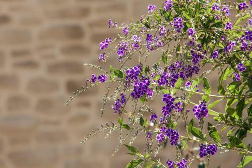 Bed & Breakfast La Demeure Insoup�onn�e