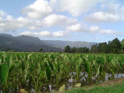 Kauai Vacation Home