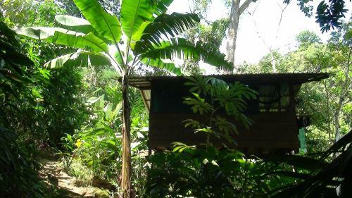 Bed & Breakfast Ka'kau Jungle Cabinas