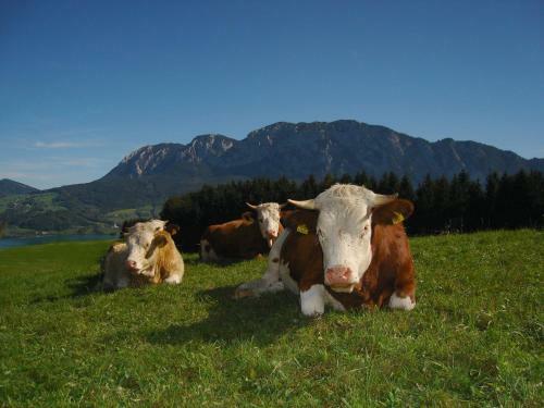 Agroturismo Ferienhof Margarethengut