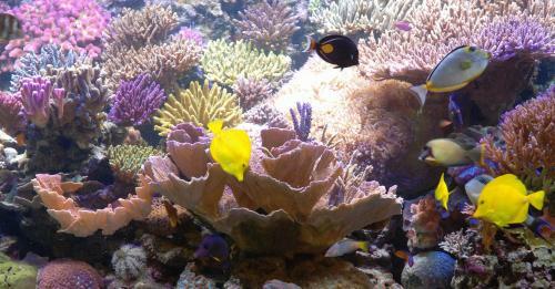 Hotel Grillo Verde