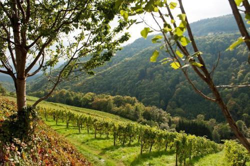 Agroturismo Weingut Schauer