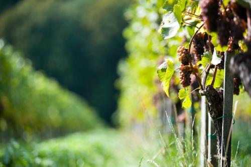 Agroturismo Weingut Schauer