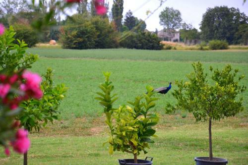B&B Il Pavone