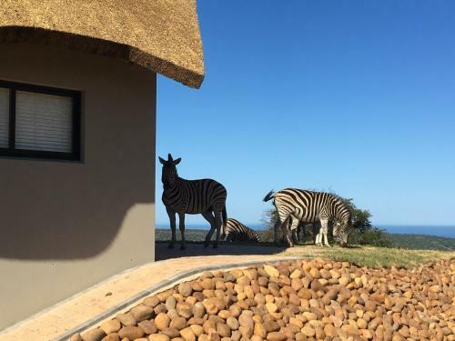 Agroturismo Jbay Zebra Lodge