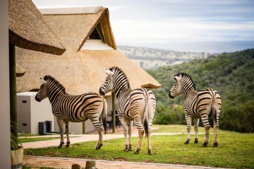 Agroturismo Jbay Zebra Lodge