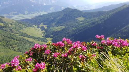 Apartamento Appartement Am Hauser Kaibling