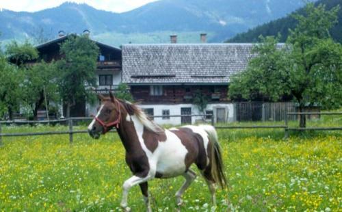Hostal Jugendg�stehaus Gosauschmied