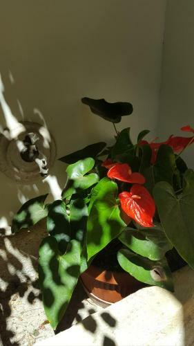 Bed & Breakfast Federico II