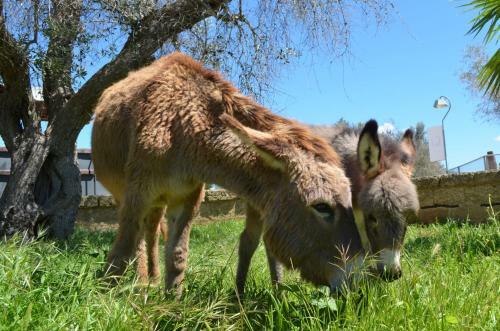 Agroturismo Masseria Grande