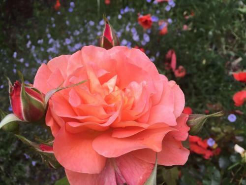 Apartamentos Haus Gisela