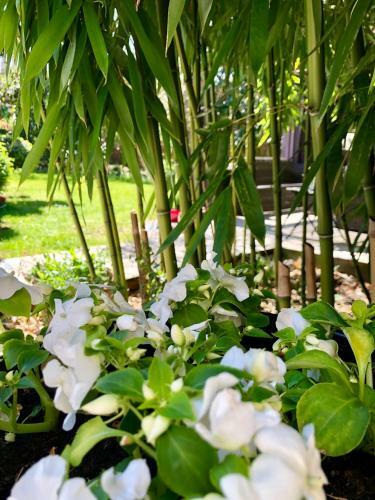 Bed & Breakfast La Parenthese Du Rond Royal