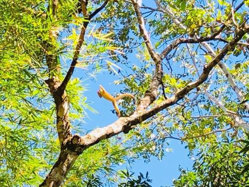 Beach Hut Las Lapas
