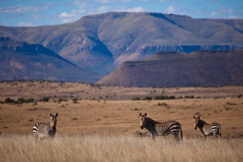 Samara Private Game Reserve Karoo Lodge