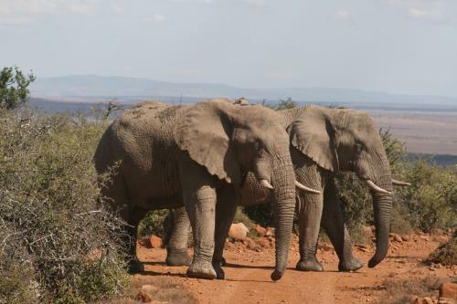 Samara Private Game Reserve Karoo Lodge