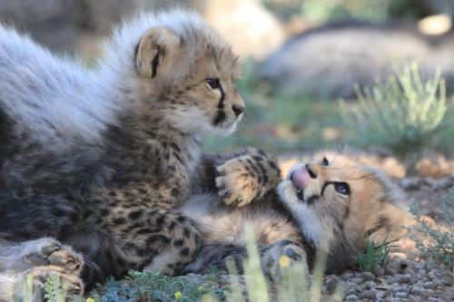 Samara Private Game Reserve Karoo Lodge