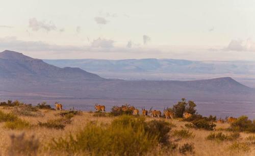 Samara Private Game Reserve Karoo Lodge